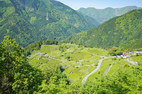 Passeggiata piantagioni di te